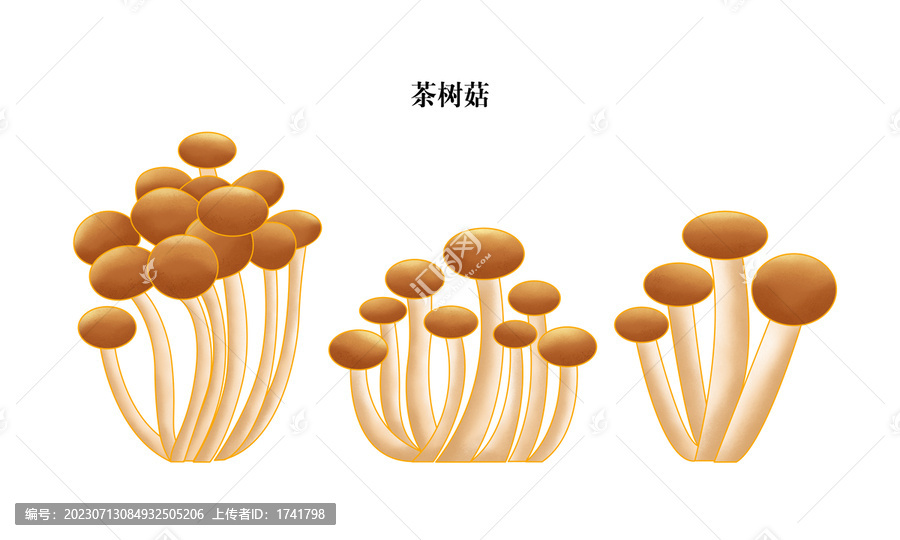 茶樹菇