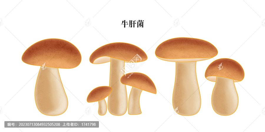 牛肝菌