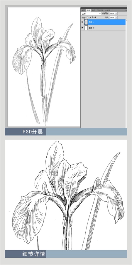 鳶尾花