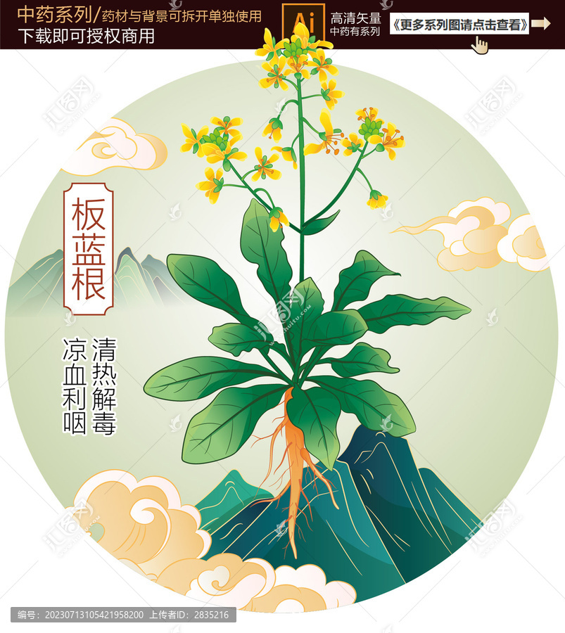 板藍(lán)根