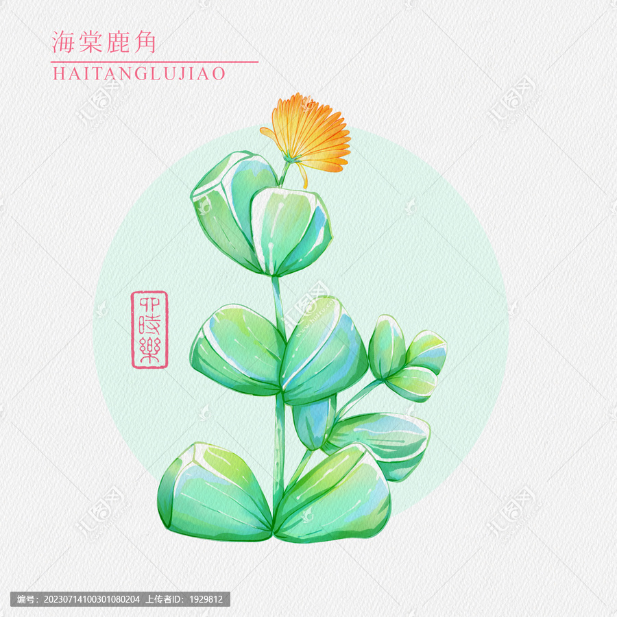 海棠鹿角