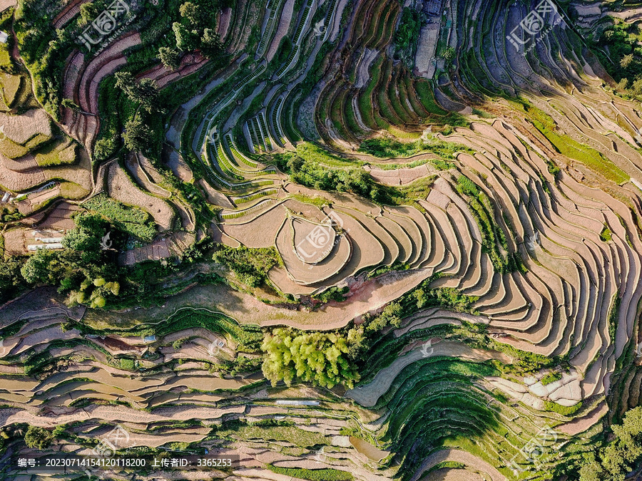 紫鹊界梯田