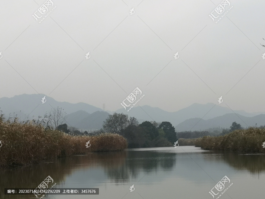 杭州西溪湿地芦苇山水