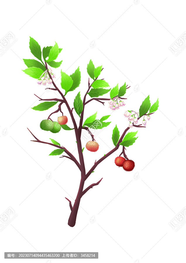 草莓樹