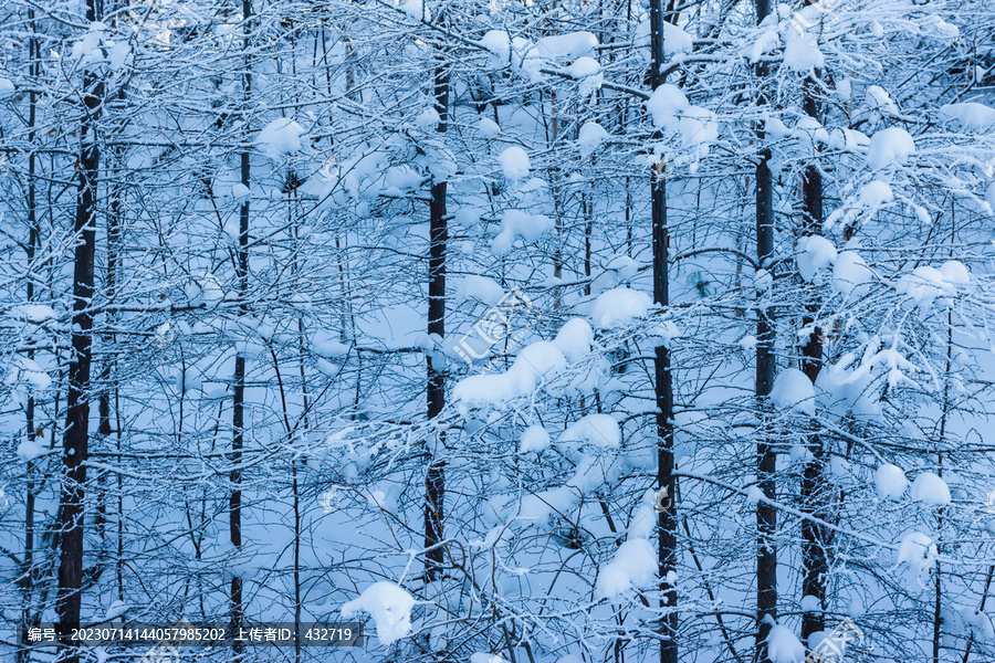 茂密森林冬季雪景雾凇