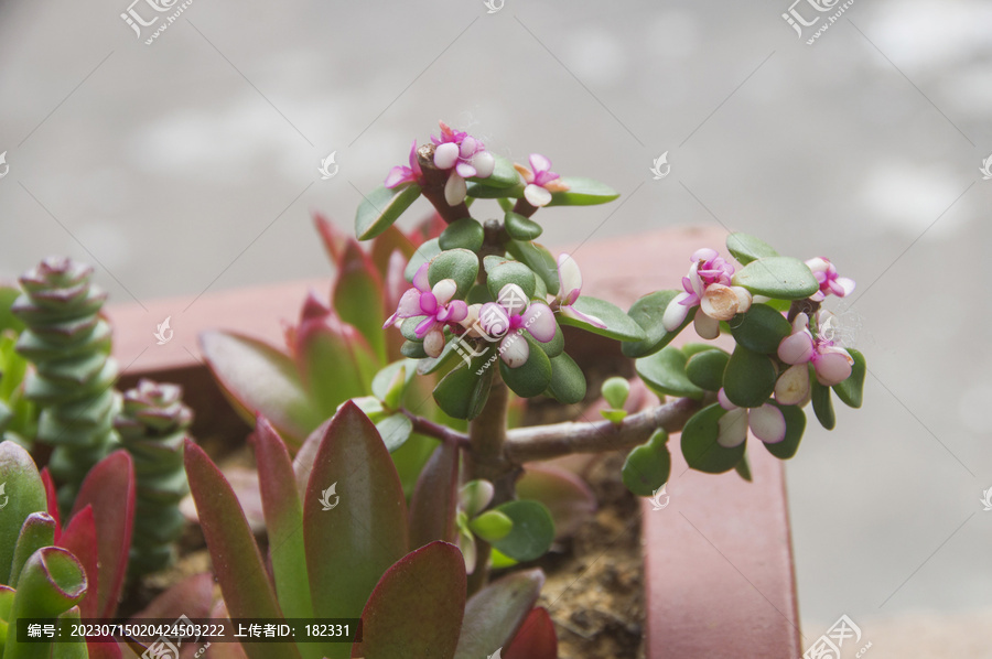 树马齿苋花枝