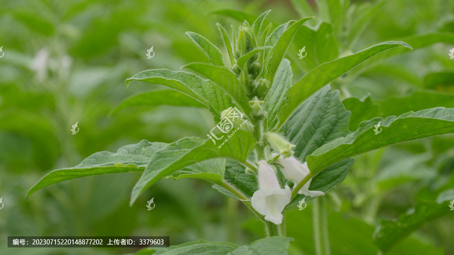 芝麻开花