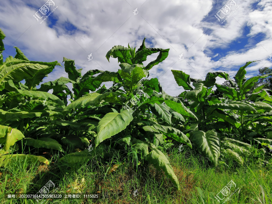 烟草植株