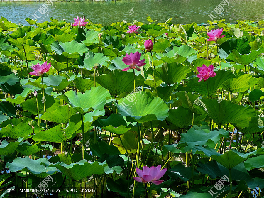 夏日北海公园一片荷塘荷花绽放