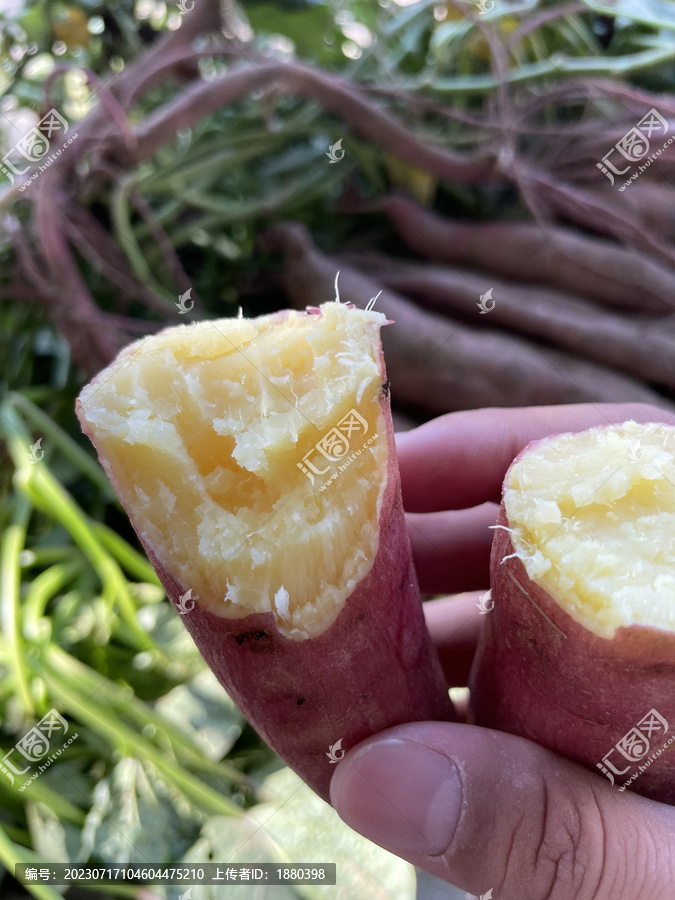 蒸熟的陕西大荔沙地板栗红薯