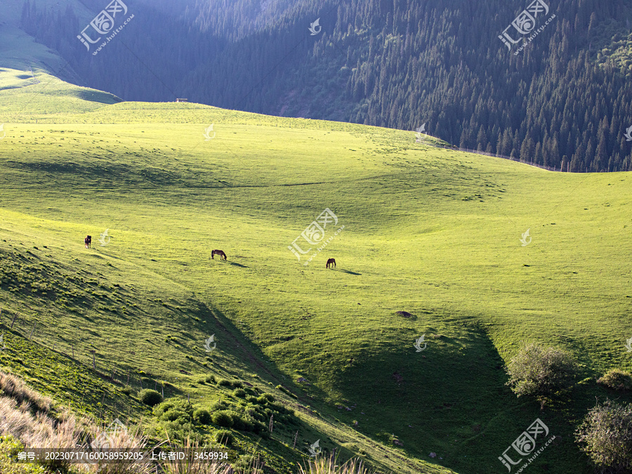 新疆伊犁大草原和马的风景