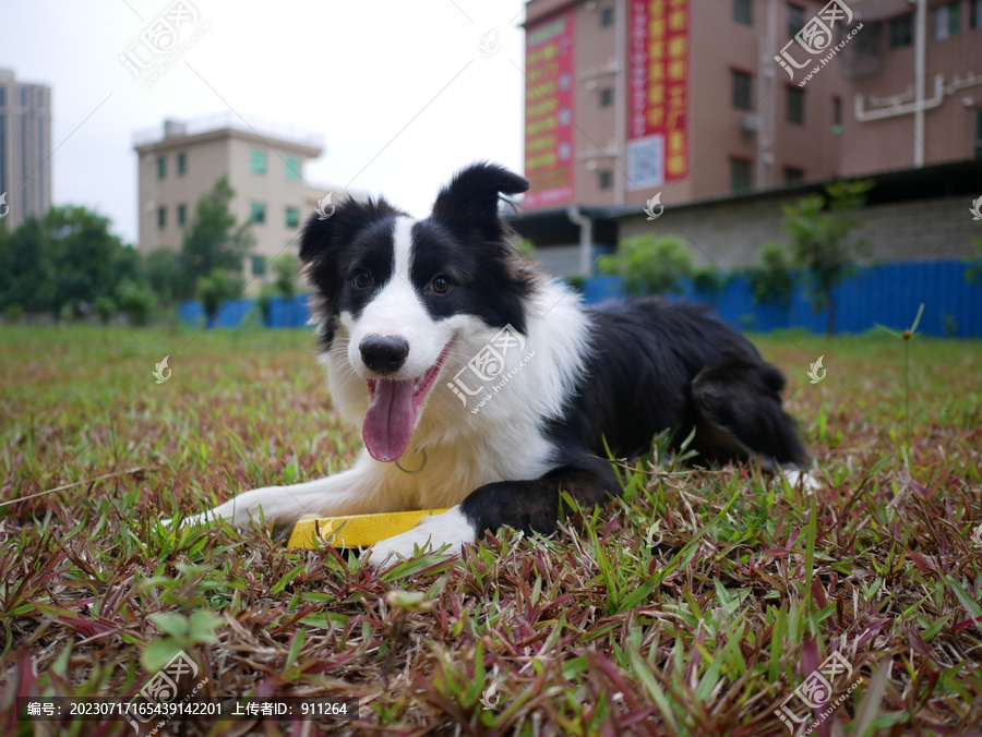 边境牧羊犬