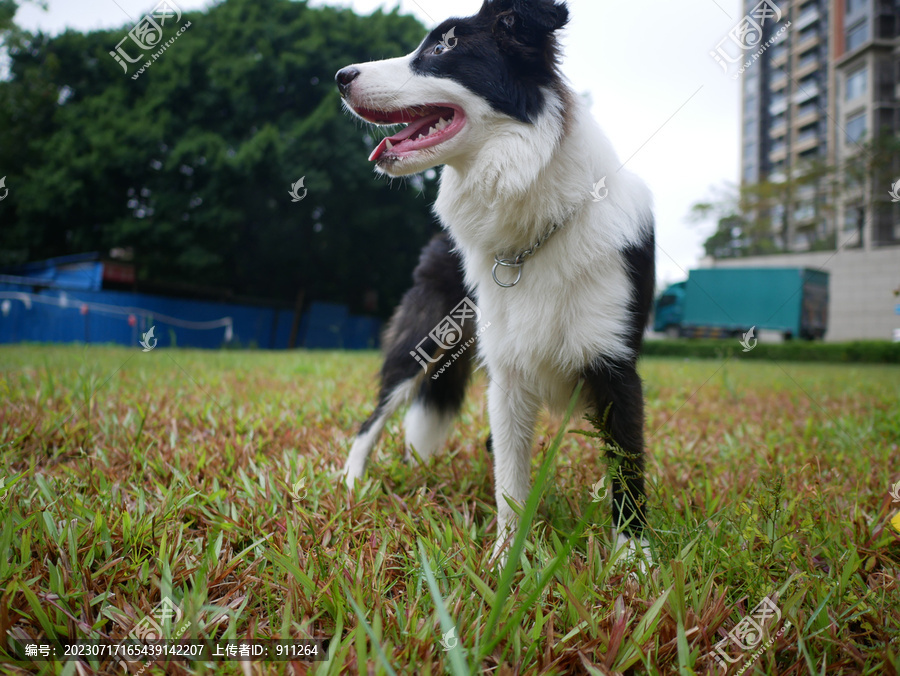 边境牧羊犬