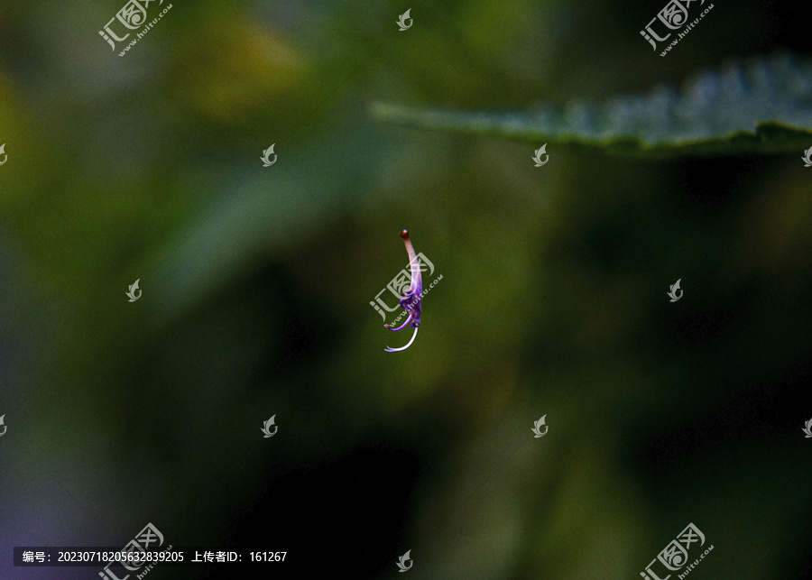 枯萎凋零的牵牛花