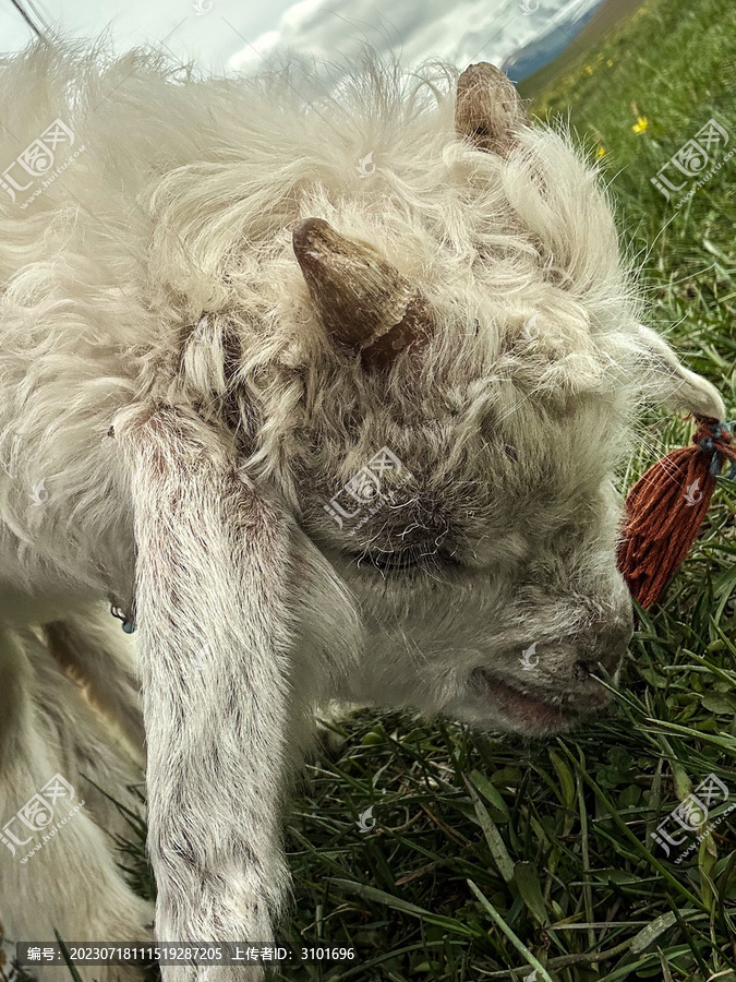 草原上的小羊吃草