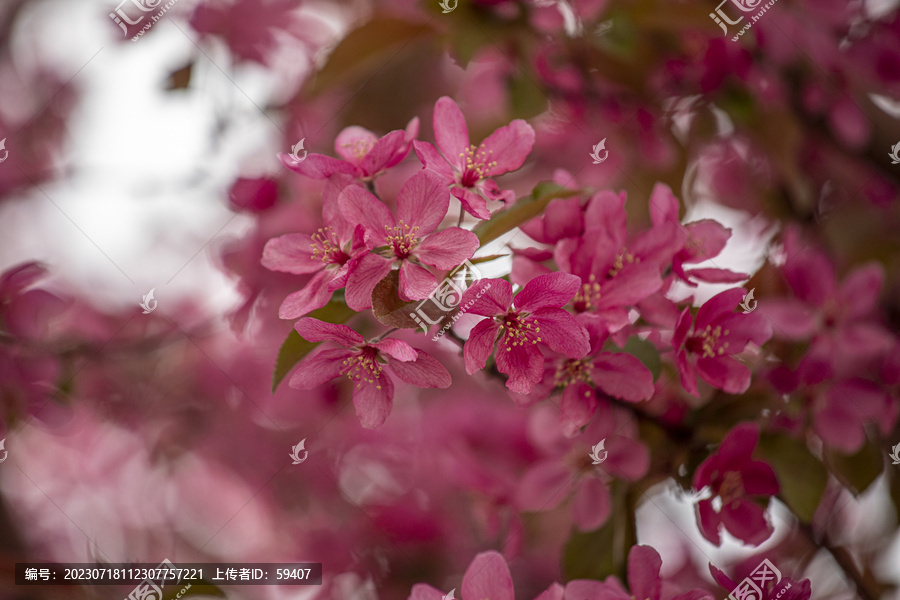 红色北美海棠花