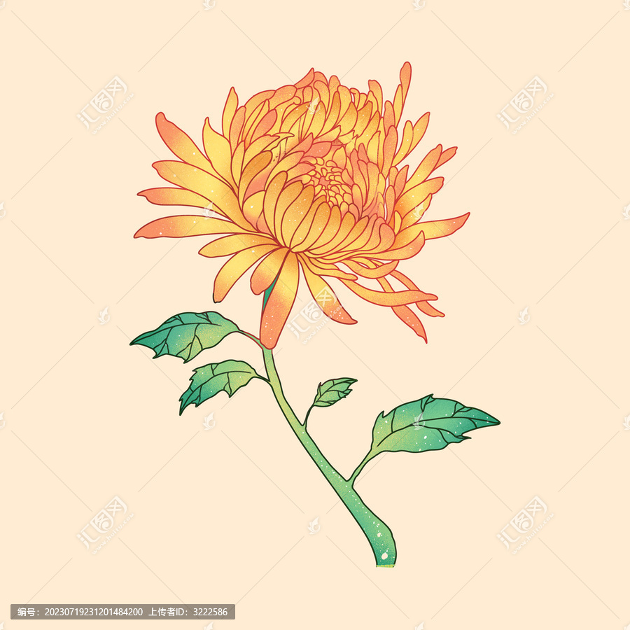 手繪菊花插畫
