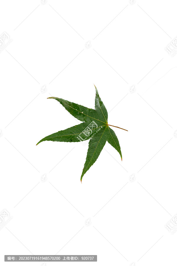 綠楓葉
