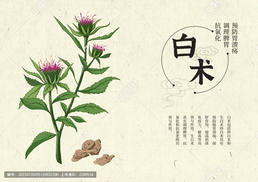 插畫(huà)手繪中藥材白術(shù)設(shè)計(jì)排版