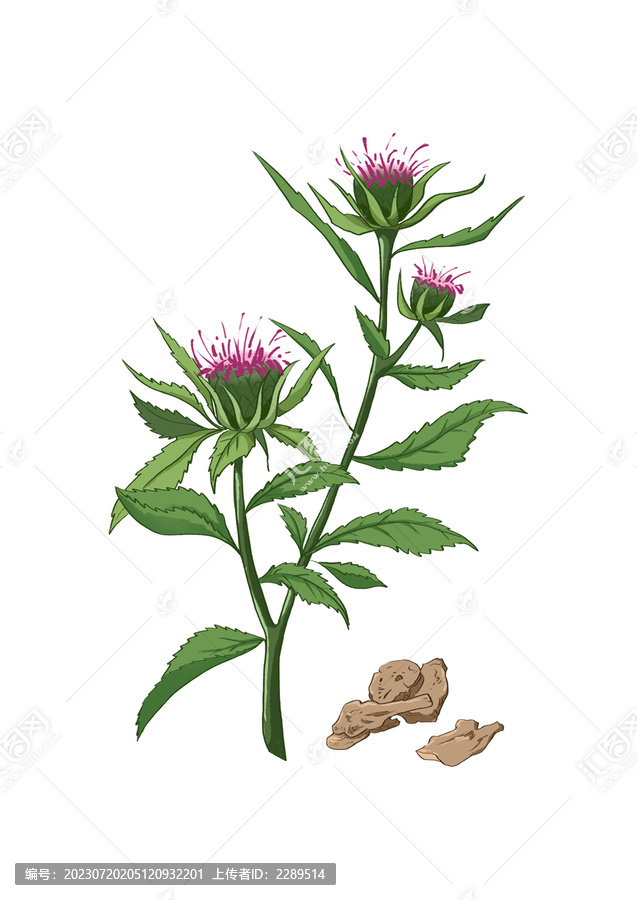 插畫(huà)手繪中藥材白術(shù)