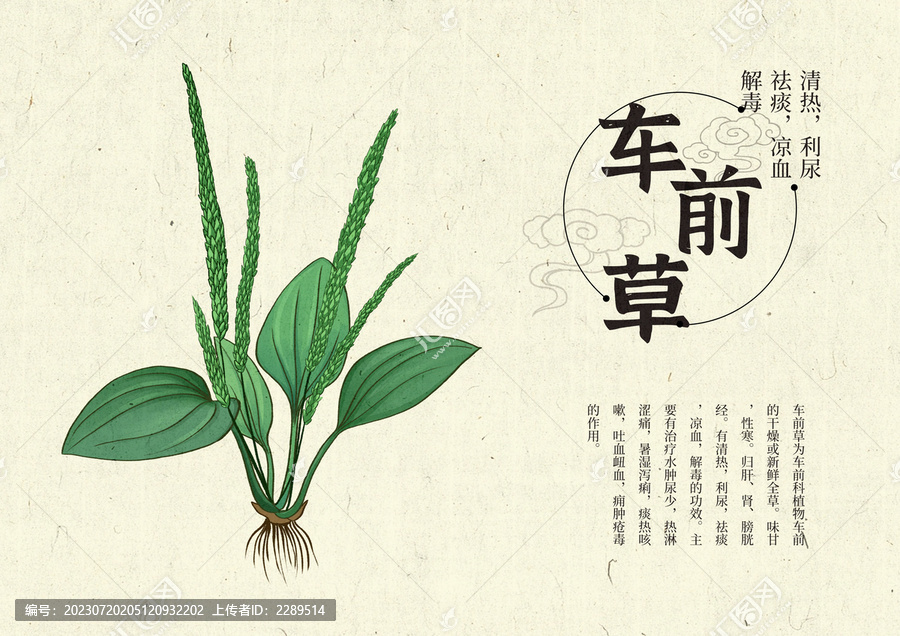 插畫手繪中藥材車前草設(shè)計排版