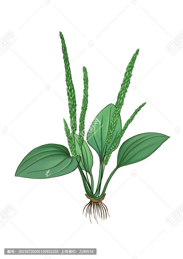 插畫手繪中藥材車前草