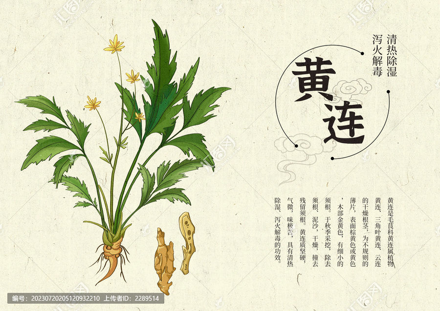 插畫手繪中藥材黃連設(shè)計排版