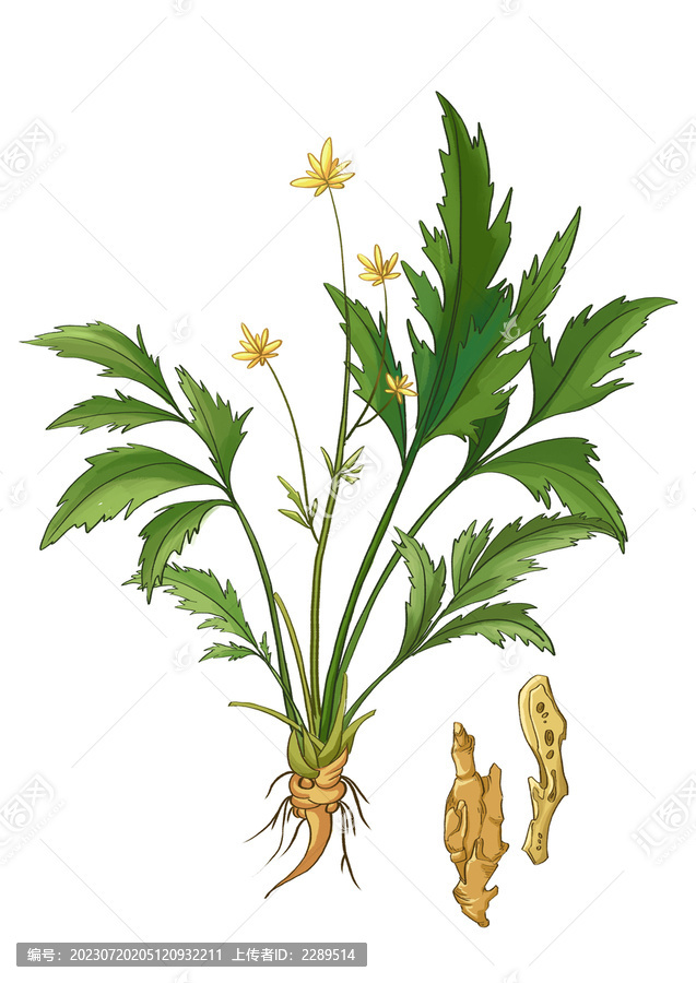插畫手繪中藥材黃連