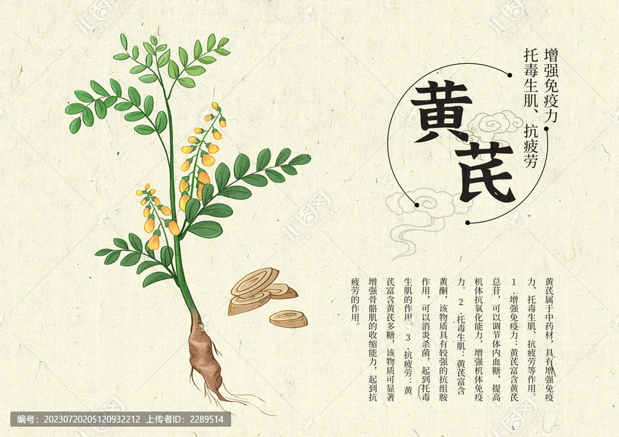 插畫手繪中藥材黃芪設(shè)計(jì)排版