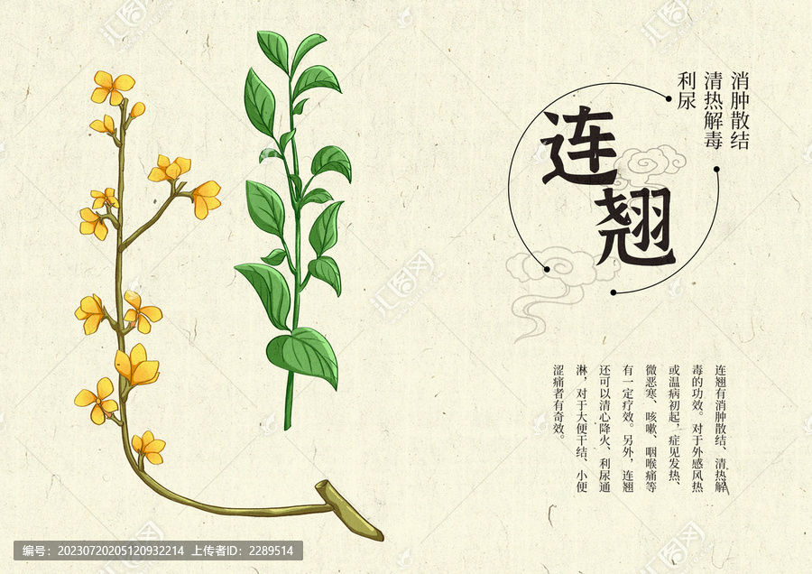 插畫手繪中藥材連翹設(shè)計排版