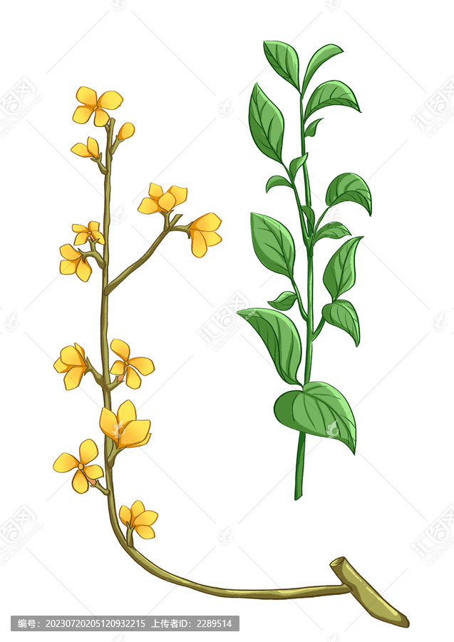 插畫(huà)手繪中藥材連翹