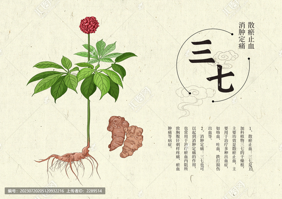插畫手繪中藥材三七設(shè)計(jì)排版
