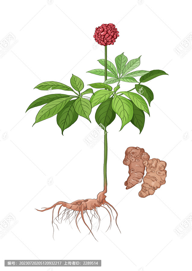插畫手繪中藥材三七