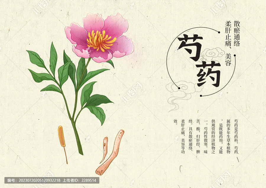 插畫手繪中藥材芍藥設(shè)計排版