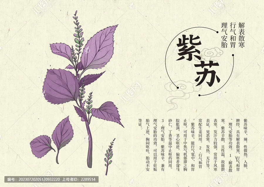 插畫手繪中藥材紫蘇設(shè)計排版