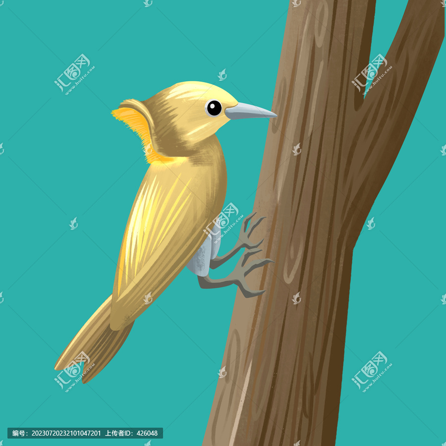 大黃冠啄木鳥分層手繪插畫