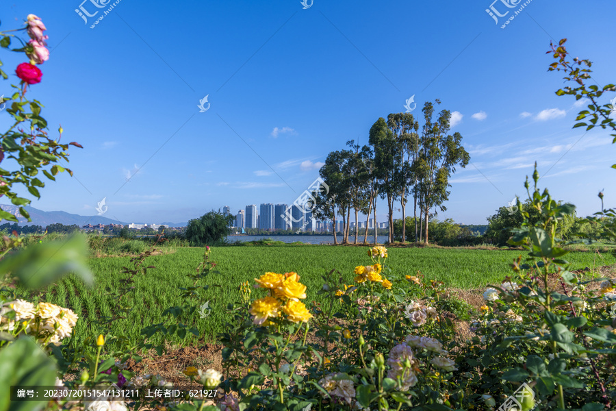 滇池湿地