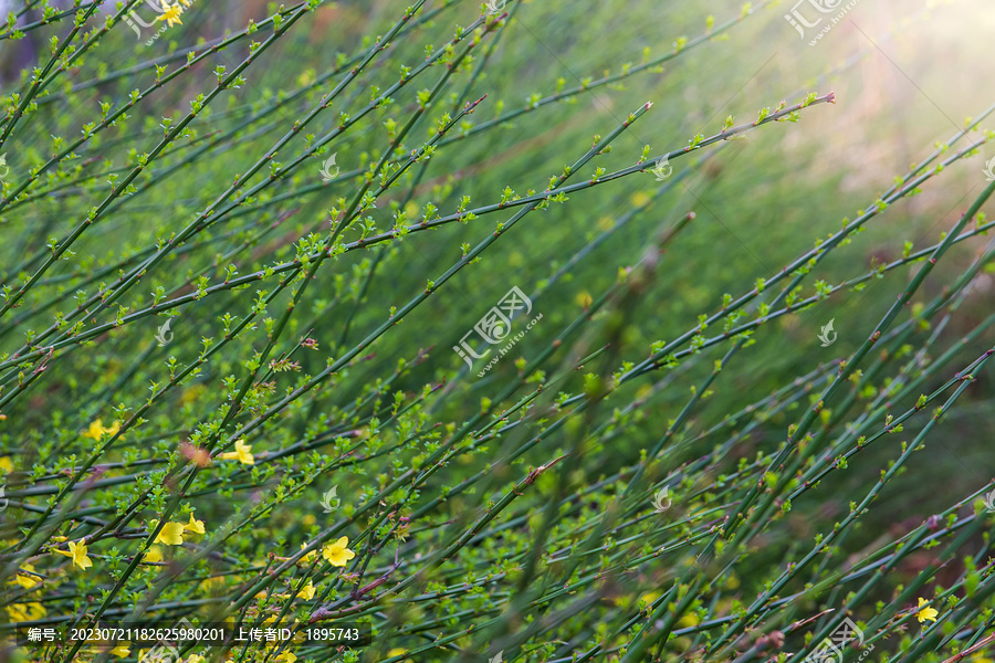 迎春花枝条