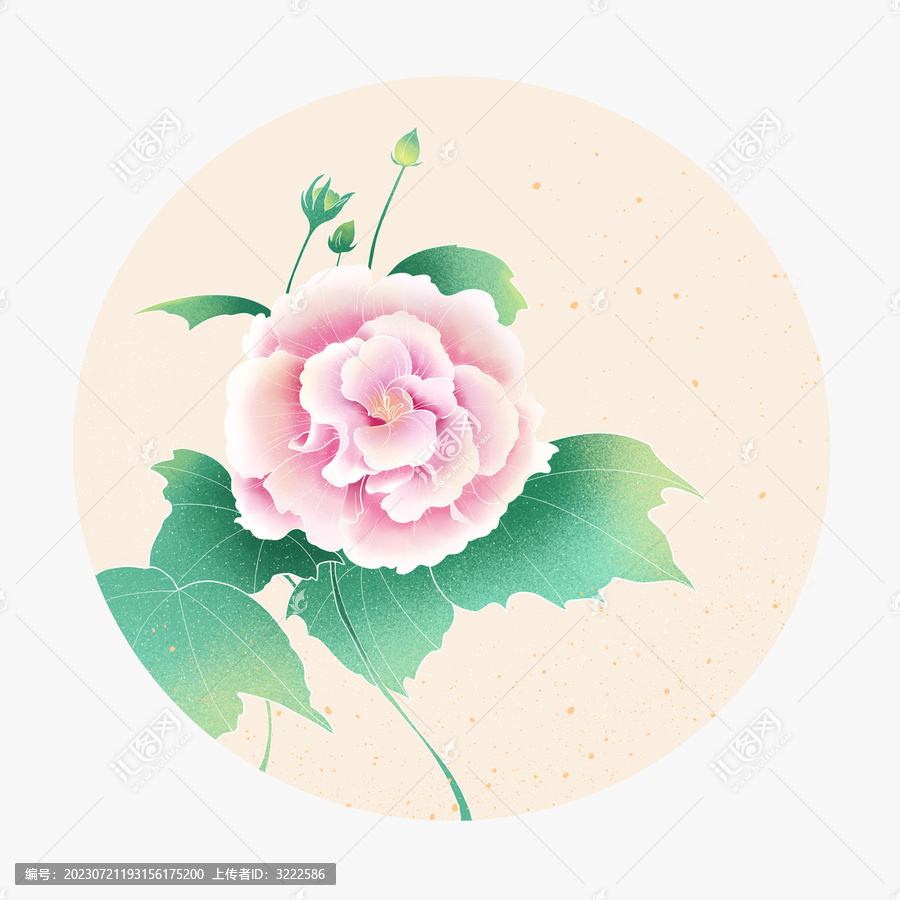 國(guó)風(fēng)芙蓉花插畫