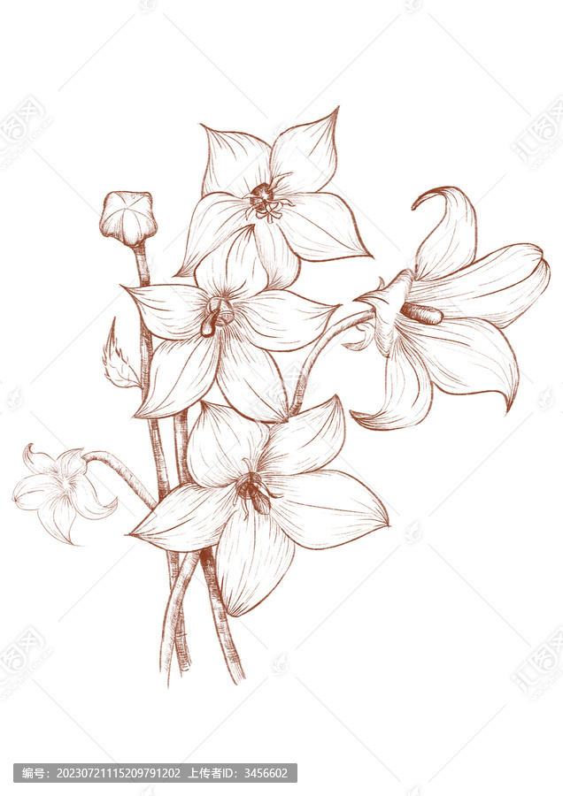 桔梗線描手繪系列0720