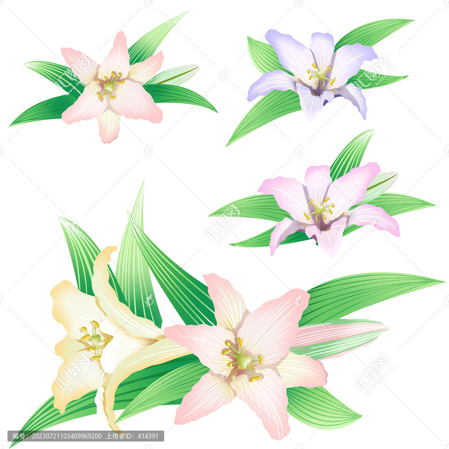 原創(chuàng)百合花插畫免扣素材元素