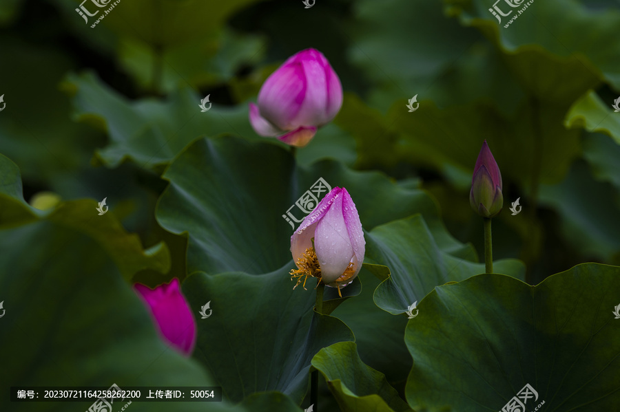 荷花莲花雨荷