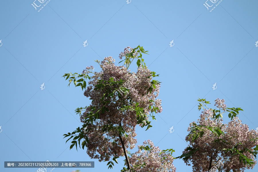 楝树花苦楝花