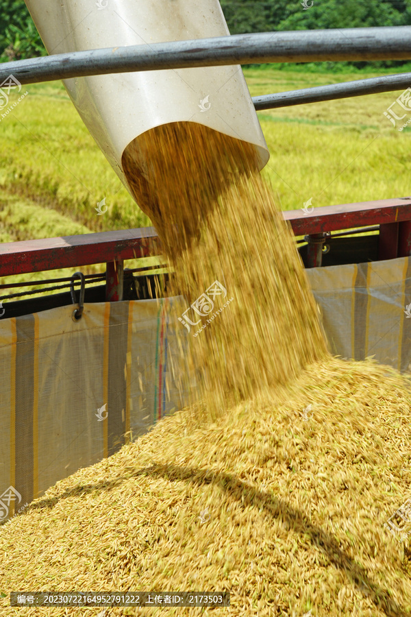 水稻丰收
