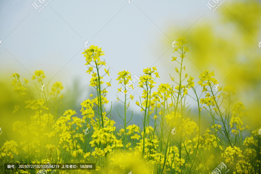 油菜花背景