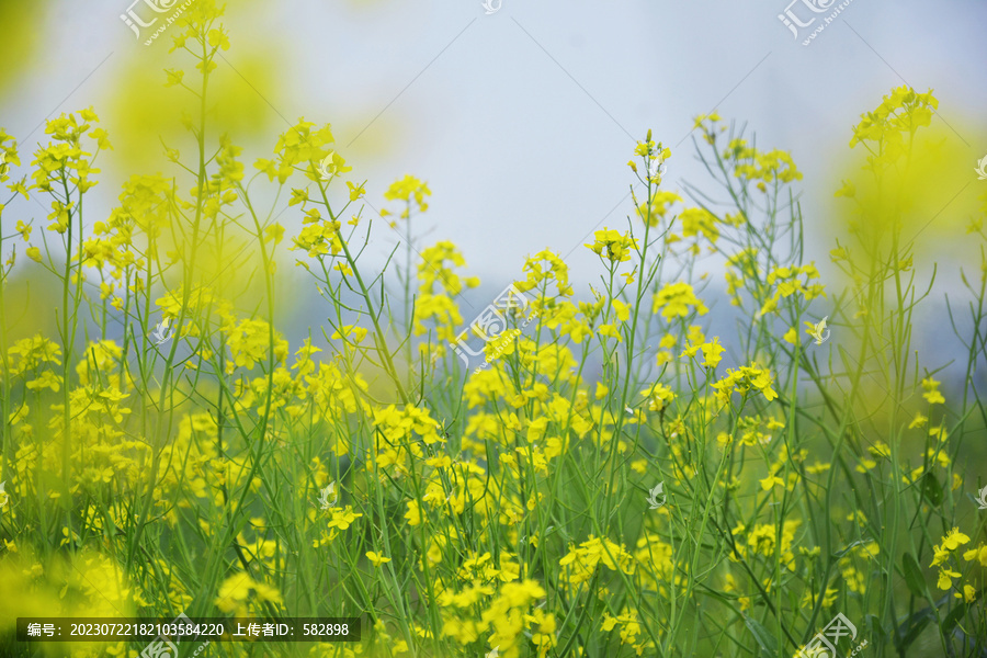 清新油菜花