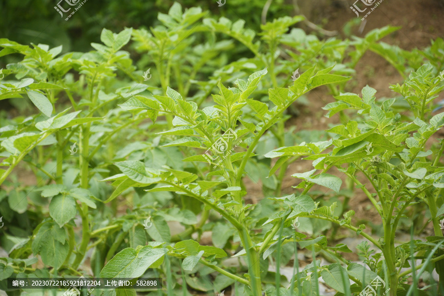 土豆种植