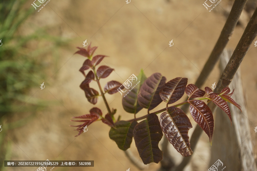 香椿芽