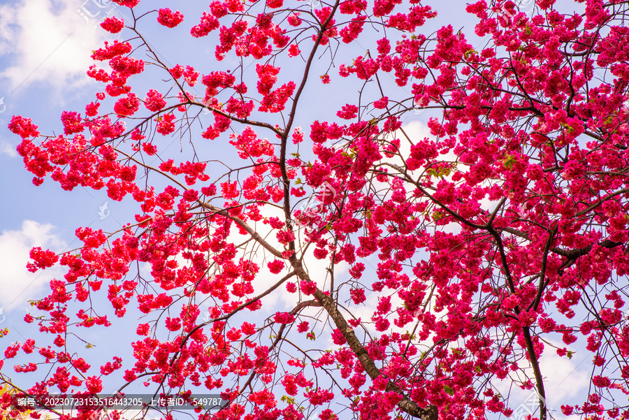 樱花枝