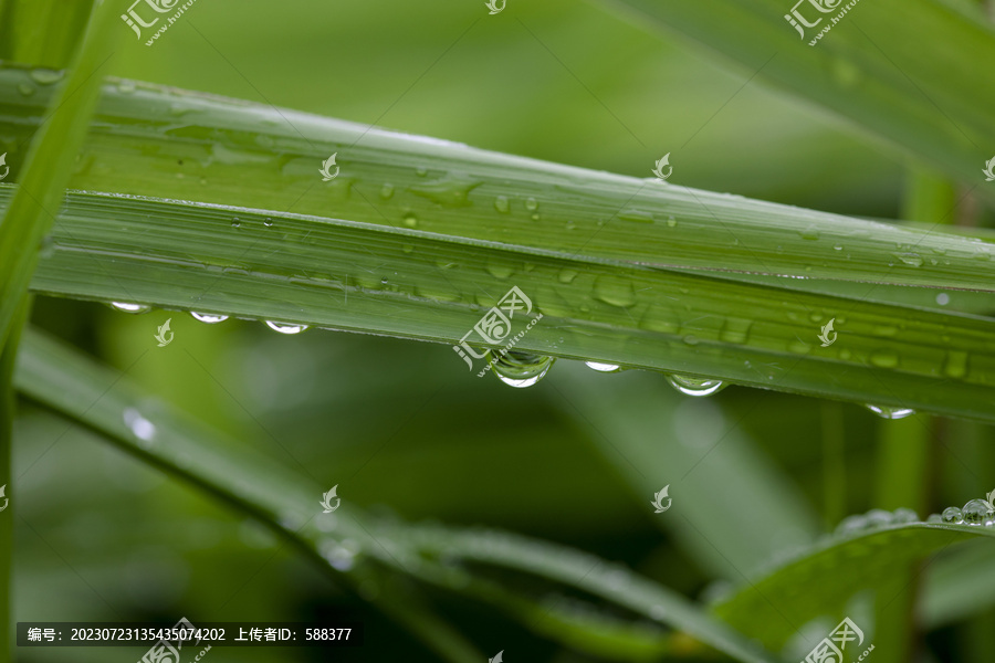 叶子上的水珠绿叶露珠特写